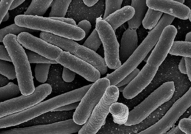 研究称细菌可成为“硬盘”世代备份传递信息